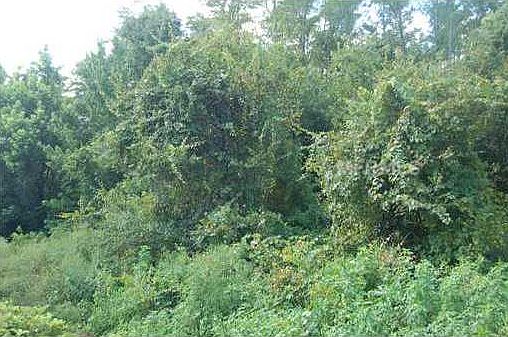 1st image of 425 Dove Dr
