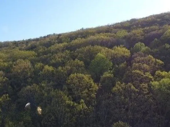 172 Trailwood Dr, Ellijay, GA 30540