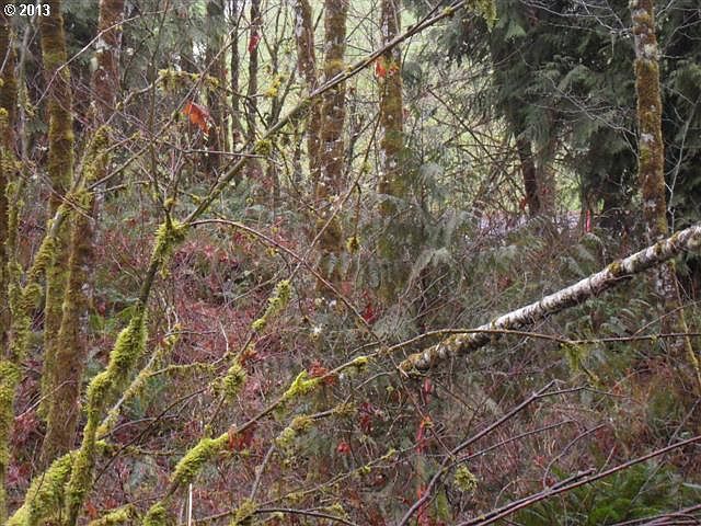 2nd image of Butcher Holler