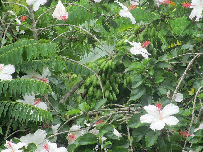 87-2439 Mamalahoa Hwy — Photo 11