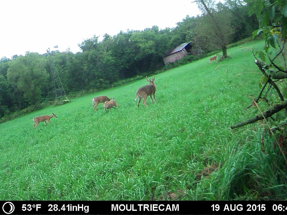 Beautiful Wildlife Common