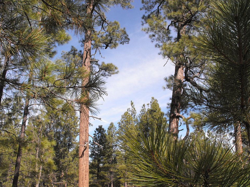 1st image of 2133 Pine Canyon Dr