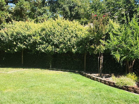 Rear Yard