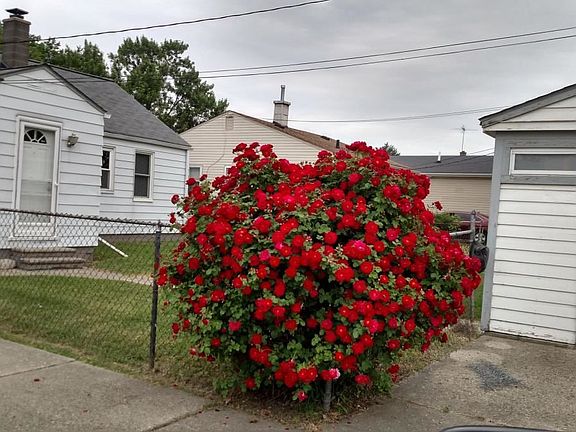 Rose Bush