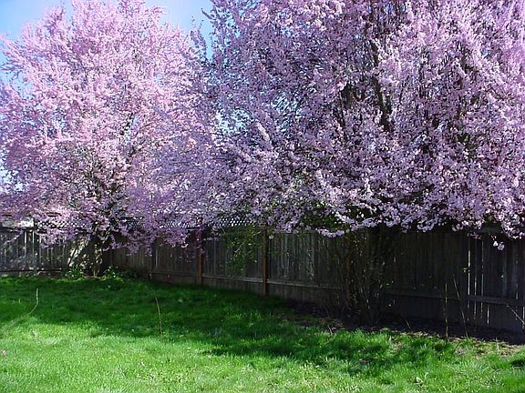 big backyard with fruits trees