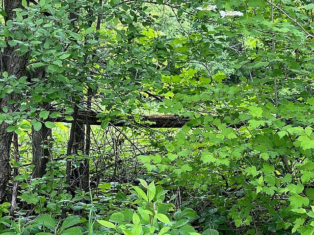 50 Acres: Farm, Hunt, Build a Home