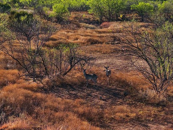 Circle MC Ranch - Land for Sale in Foard County, TX