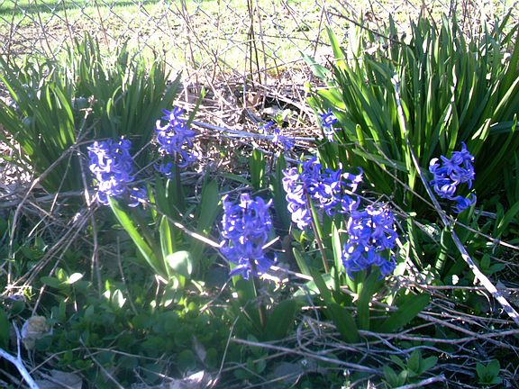 Front yard in the spring