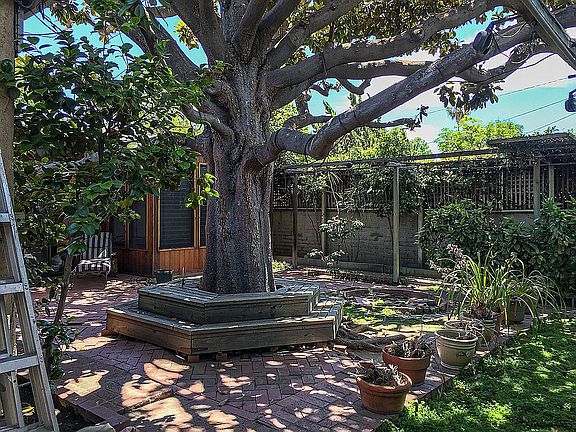 back yard