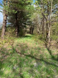 Stebbins Rd, Otis, MA, 01253