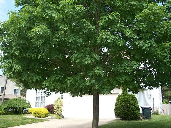 3rd image of 12 Blue Spruce Dr