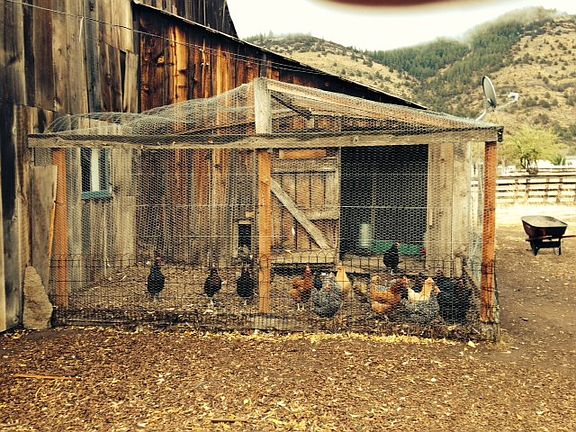 Chicken Coup