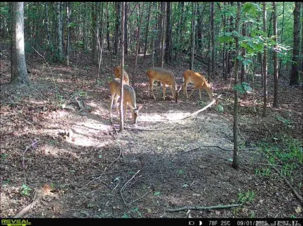 Southern Way, Nebo, NC 28761