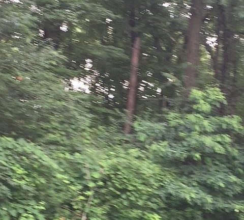 2nd image of 71353 Covington Bluff Ln