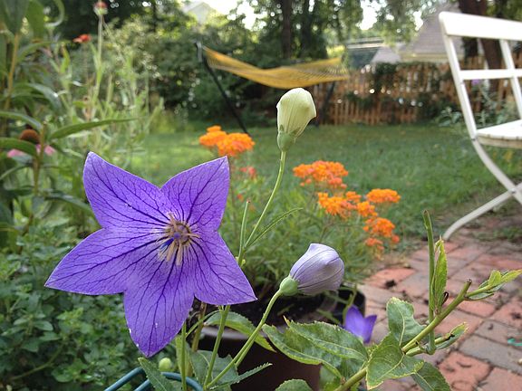 Flowers on the patio