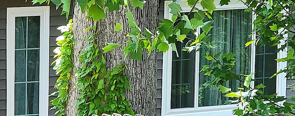New windows