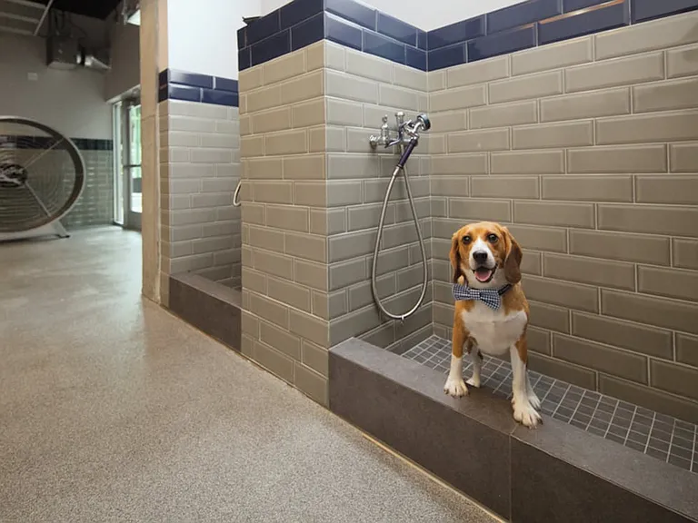 WAG Pet Spa