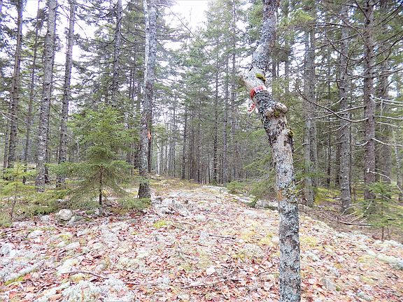 5th image of Map 5 L60 Off Cousins Creek