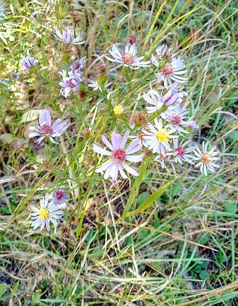New England Aster