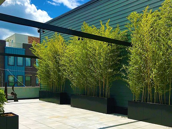 CAPE MAY BAMBOO 856-204-2037