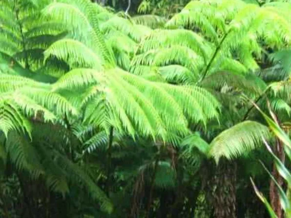 Liona St Lot 53B190, Volcano, HI 96785