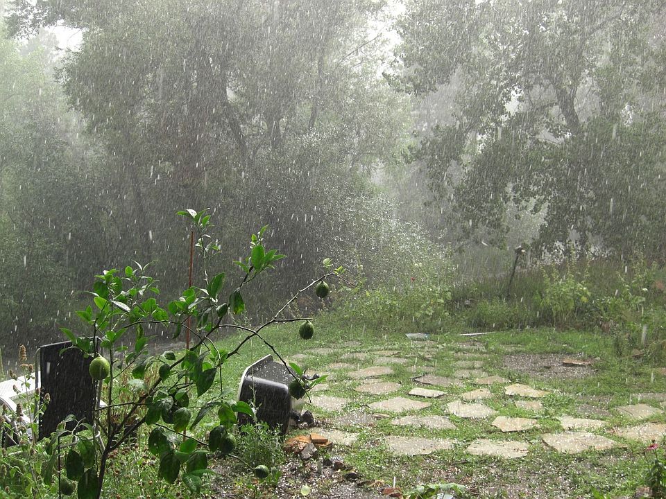 Part of the yard on a rainy day.