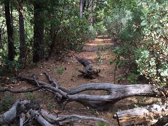 2nd image of Sugar Pine Dr