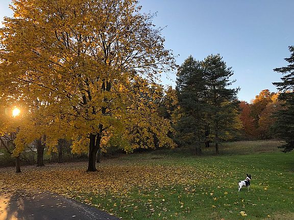Fall foliage 