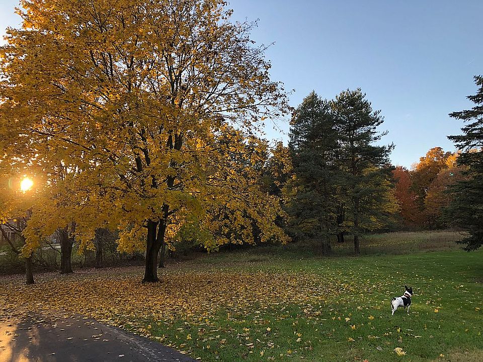 Fall foliage 