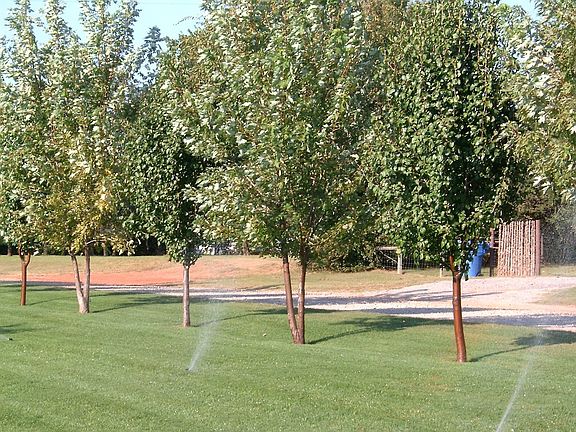 tree line between front yard & street