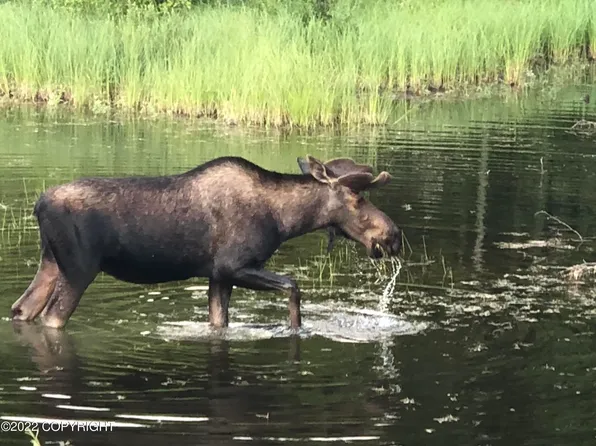 49246 S Hunter Dr, Willow, AK 99688