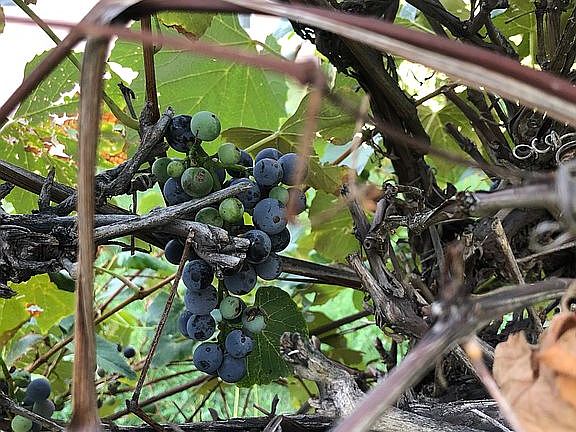 Grape vine