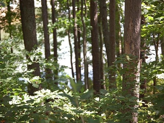 5th image of 106 Forestdale Loop
