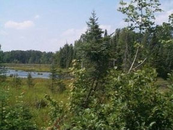 Beaver Pond