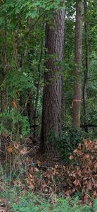 1A New Delaughter Dr, North Augusta, SC, 29860