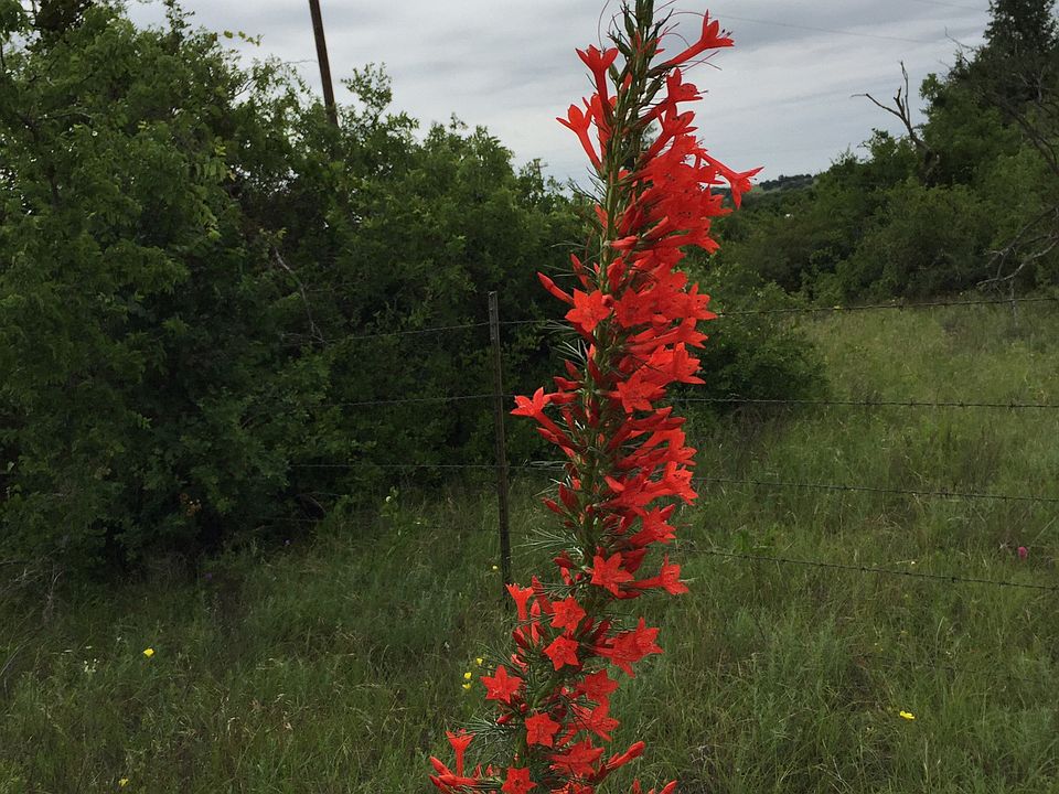 Wildflowers 