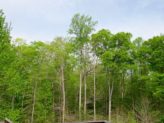 View from the deck (Spring)