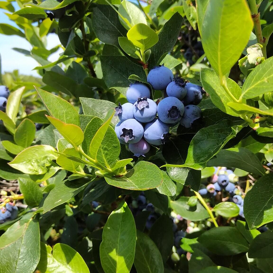 57623 4th Ave, Grand Junction, MI 49056 Zillow