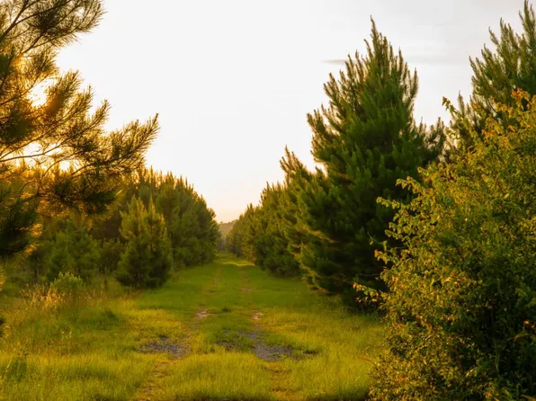 0 Mann Rd #1, Arabi, GA 31712
