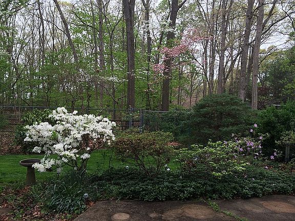 Dogwood trees line backyard