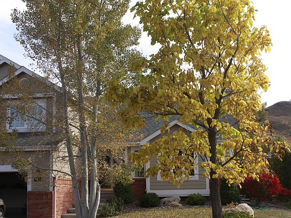 Front view , aspens, katalpa
