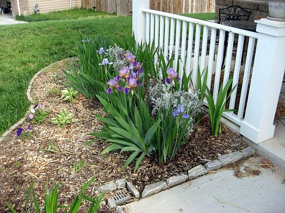 Irish and Lily bulbs in bloom