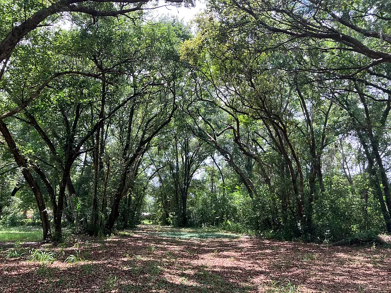 Beautiful trees in back of the house
