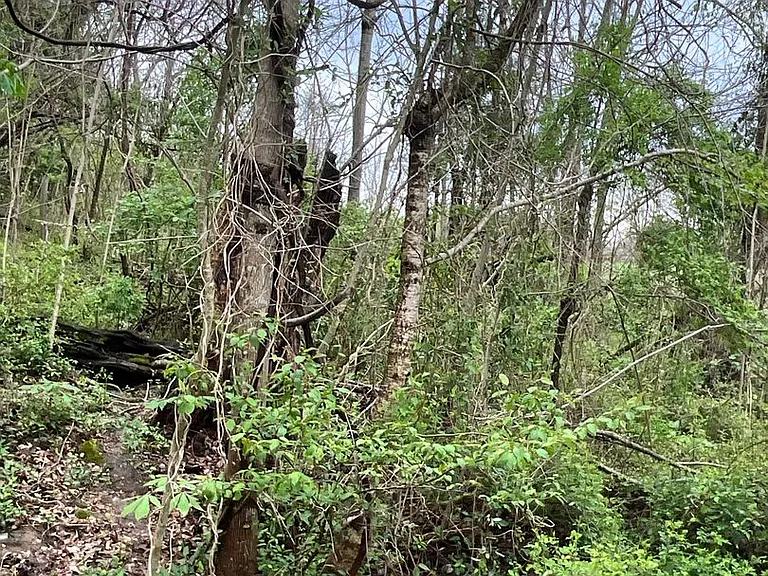 Welcome Home to Colony Park Johnson City's Hidden Gem! — Photo 9