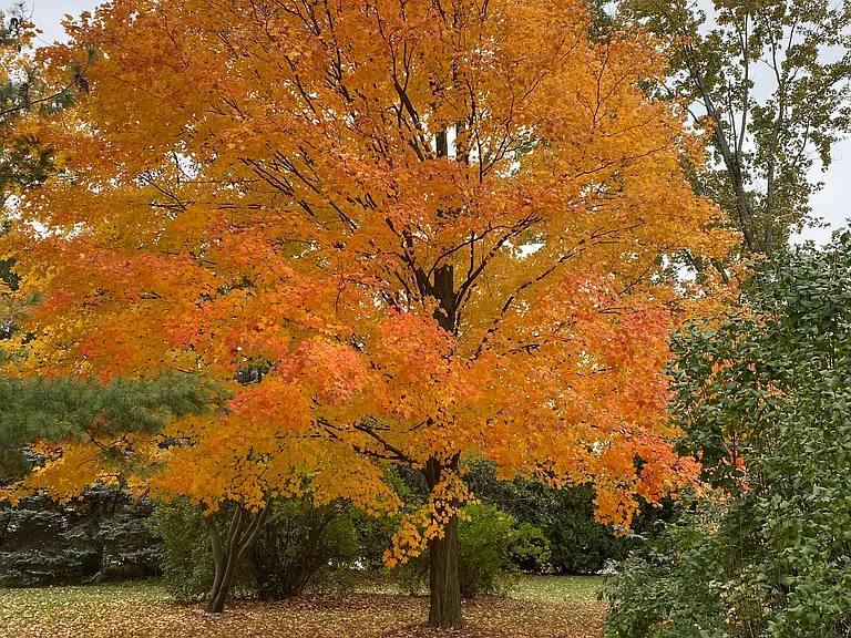 Front yard