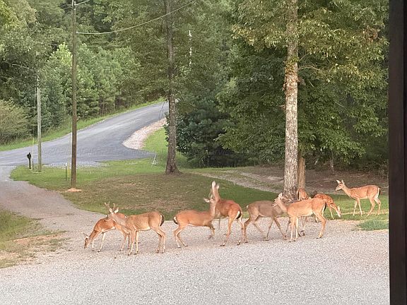 5th image of 267 Rollins Ridge Rd