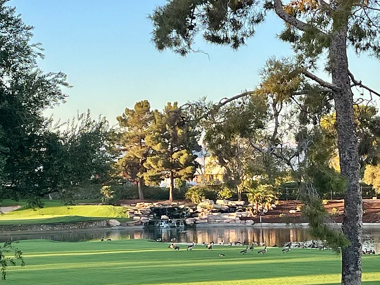 Pond, gees and the golf course