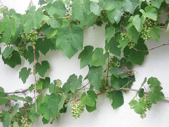 grape vines 