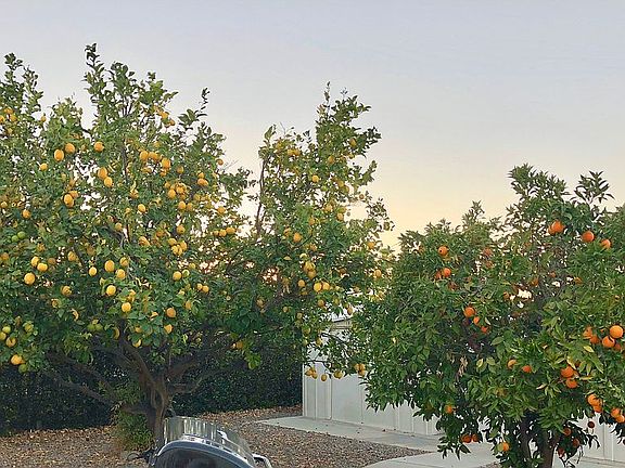 Lemon & Orange Trees