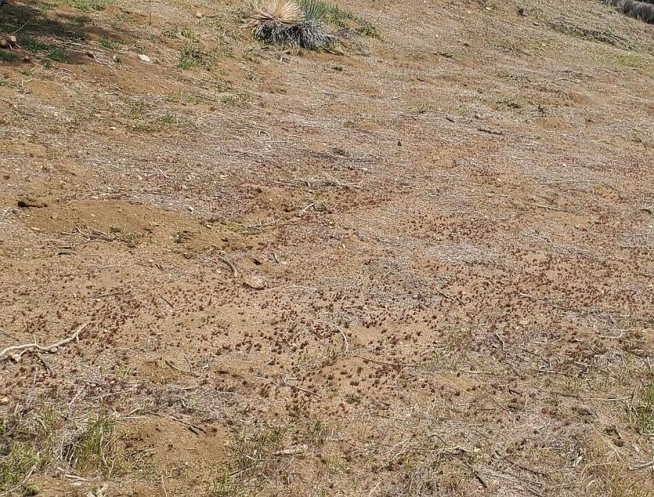 2nd image of Soledad Pass Hillside